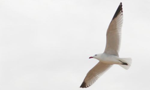 banner ema